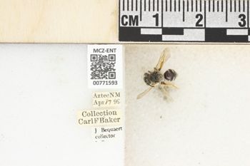 Media type: image;   Entomology 771593 Aspect: Labels